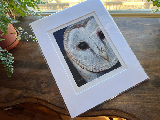 Barn Owl Limited Edition Print with mat