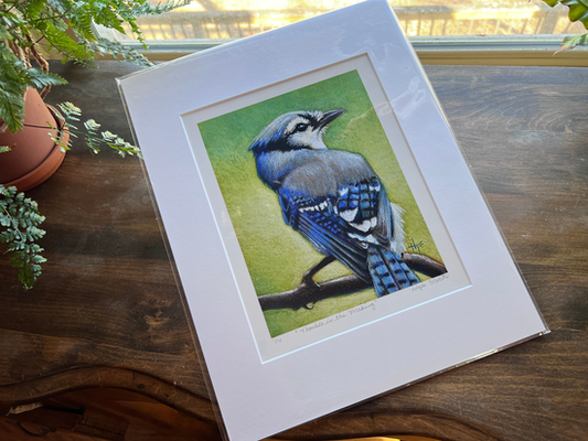 Blue Jay Limited Edition Print with mat